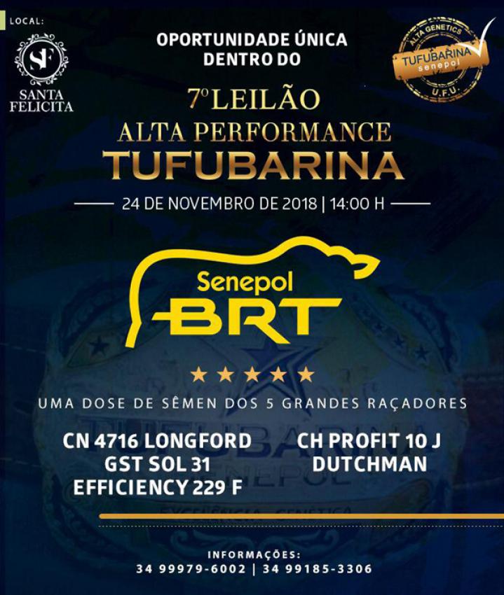 Confira as Fotos - Leilo Alta Performance Tufubarina Camda